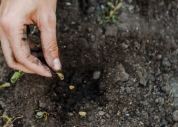 As 9 sementes que você pode semear hoje e colher no meio do verão