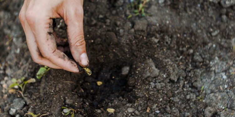 As 9 sementes que você pode semear hoje e colher no meio do verão