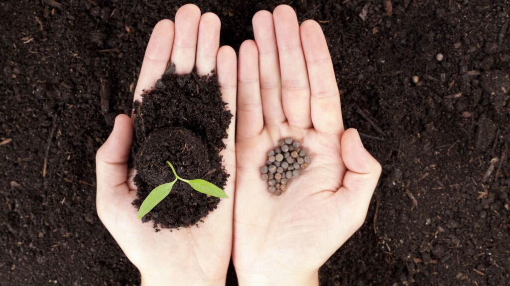 As 9 sementes que você pode semear hoje e colher no meio do verão