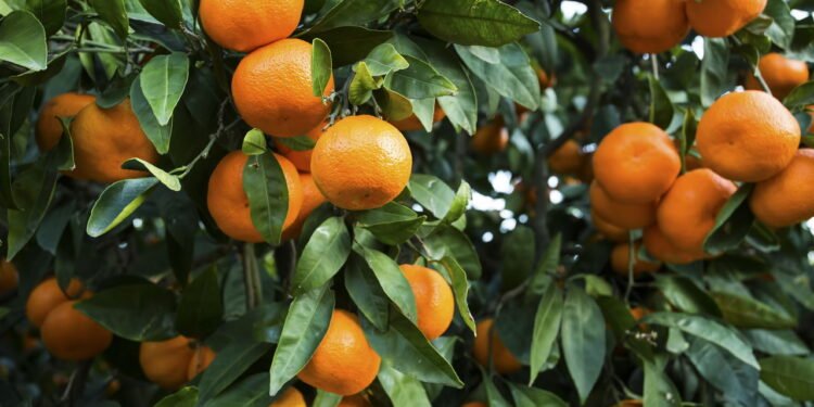 Passo a passo: como cuidar da tangerina em vaso para colher frutas doces em casa