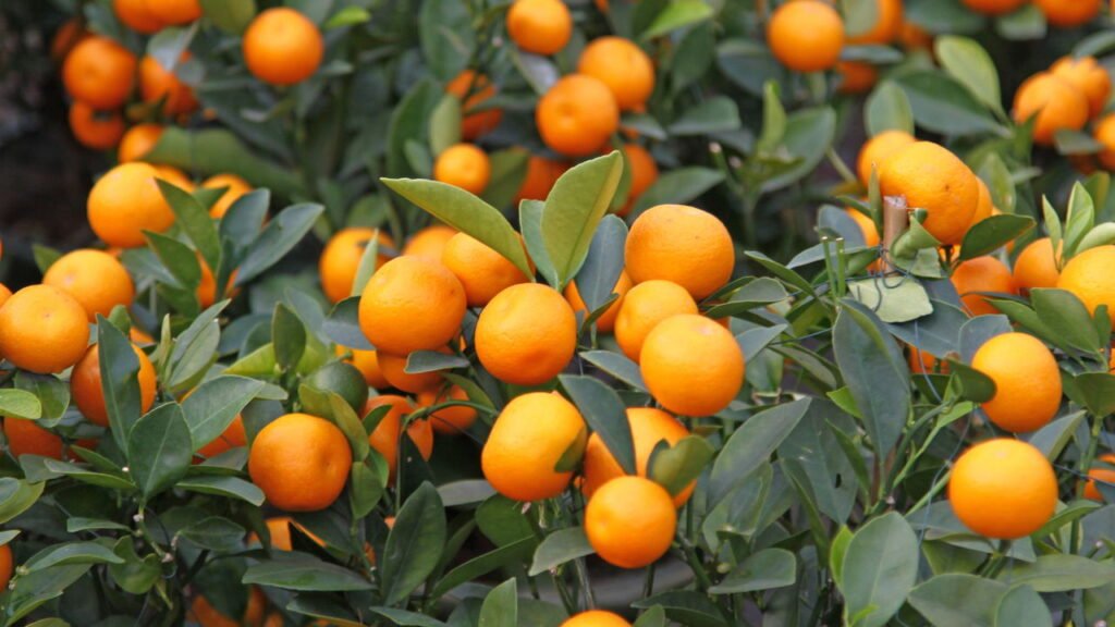 Passo a passo: como cuidar da tangerina em vaso para colher frutas doces em casa