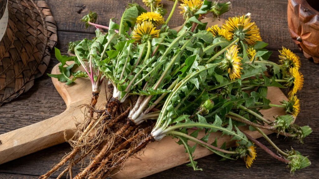 Ervas medicinais que reduzem o inchaço nas pernas com ação diurética e venotônica