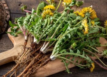 Ervas medicinais que reduzem o inchaço nas pernas com ação diurética e venotônica