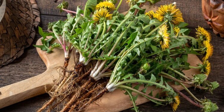 Ervas medicinais que reduzem o inchaço nas pernas com ação diurética e venotônica