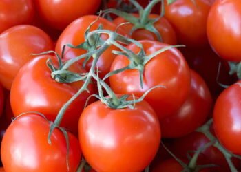 7 razões pelas quais seus tomates caseiros não têm sabor, segundo especialistas