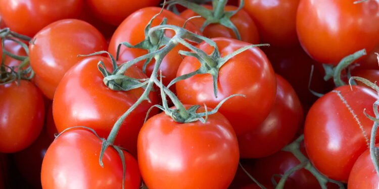 7 razões pelas quais seus tomates caseiros não têm sabor, segundo especialistas
