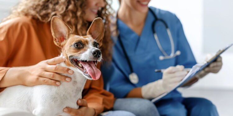 Os sinais mais comuns de que seu pet está gripado