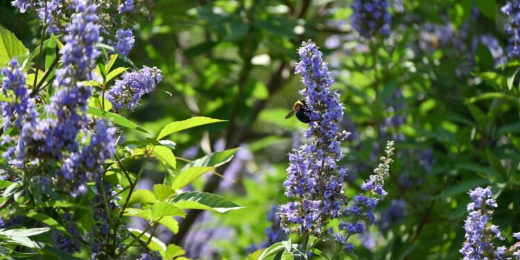 O agnocasto, é uma das plantas mais estudadas para o tratamento de sintomas da TPM -Créditos: depositphotos.com / YK1500