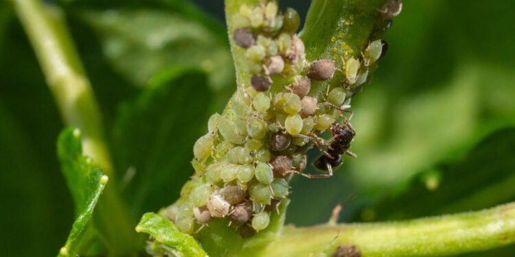 Ácaros nas plantas - Créditos: depositphotos.com / arribalko