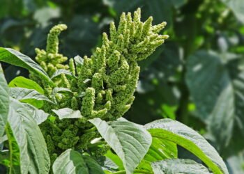 A planta rústica e nutritiva que já fez parte da alimentação de nossos avós