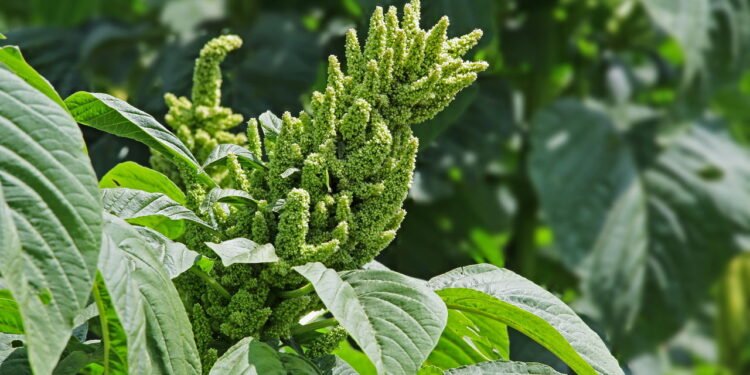 uma planta comum encontra espaço em muitas cozinhas e remédios tradicionais - Créditos: depositphotos.com / kallumgal