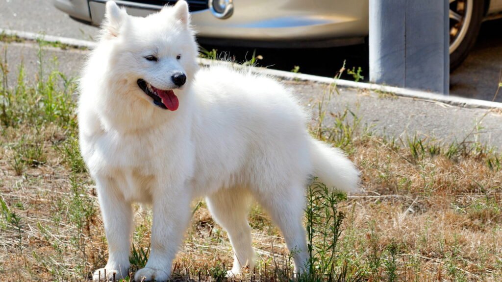 5 raças de cães com caudas encaracoladas e amor sem fim, dizem especialistas