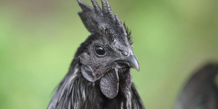Conheça a galinha rara cuja carne e ossos são pretos