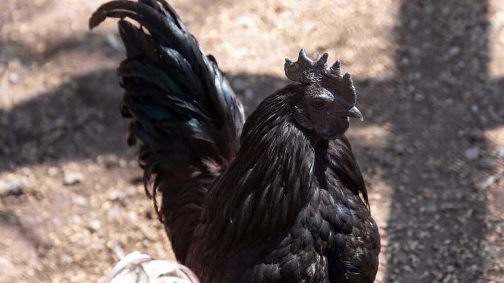 Conheça a galinha rara cuja carne e ossos são pretos