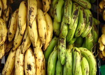 Benefícios das bananas verdes para a saúde e como incluir na alimentação