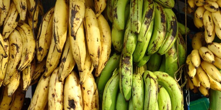 Um dos efeitos mais notáveis das bananas verdes é sua contribuição para a saúde intestinal - Créditos: depositphotos.com / bigdan