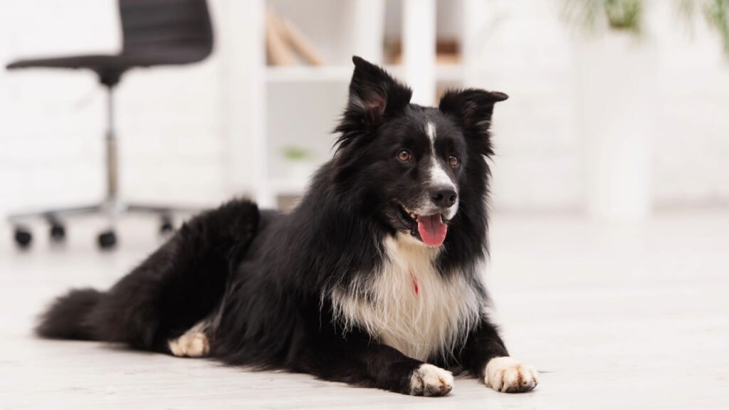 TDAH em cães: Um problema cada vez mais visível