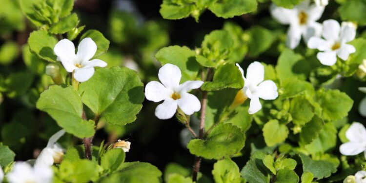 A melhora da função cerebral é um dos benefícios mais estudados dessa erva - Créditos: depositphotos.com / michael14mei2@live.nl