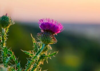 A planta que protege o fígado, coração e ajuda na perda de peso