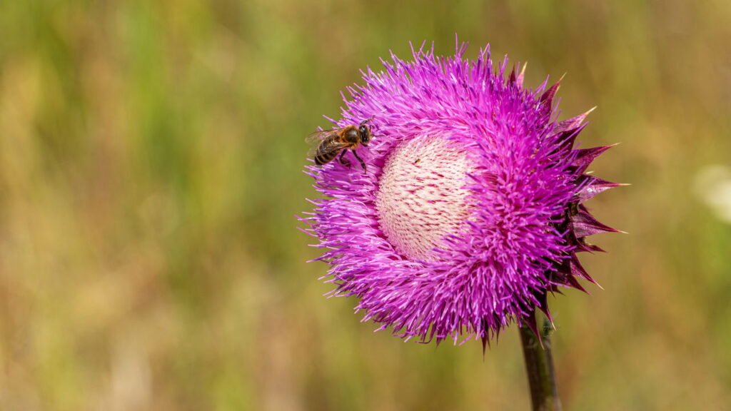 A planta que protege o fígado, coração e ajuda na perda de peso