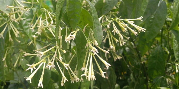 Dama da noite - Créditos: depositphotos.com / Photoay