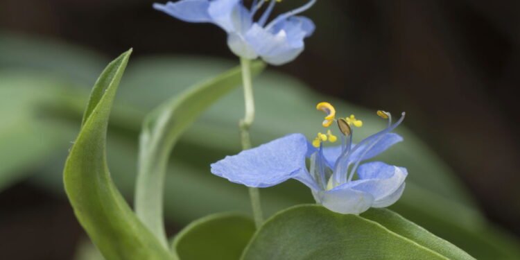 A erva que é útil contra as dores da artrose e ajuda a produzir colágeno