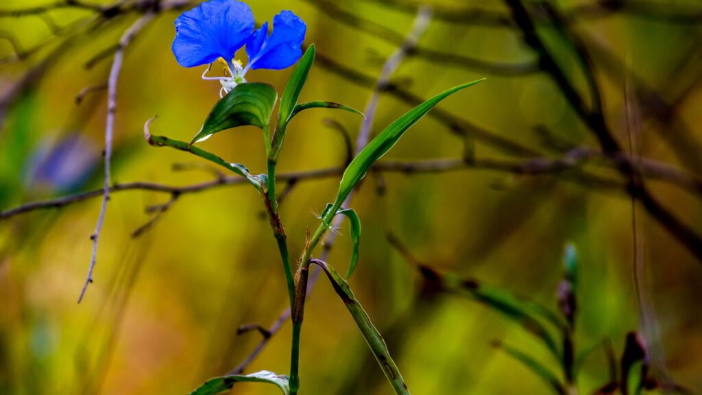 Planta que nasce na calçada de casa pode mudar a vida de sua família e você precisa de 1 folha