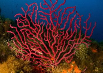 Mergulhadores descobrem maior animal marinho do mundo e não é a baleia azul