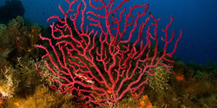 Mergulhadores descobrem maior animal marinho do mundo e não é a baleia azul