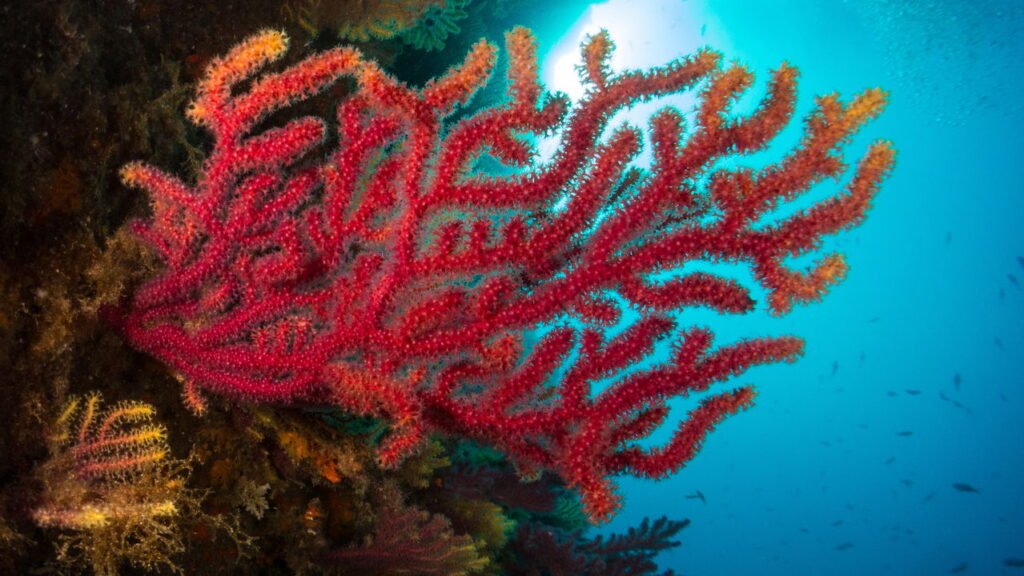 Mergulhadores descobrem maior animal marinho do mundo e não é a baleia azul