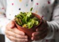 Conheça a planta carnívora fascinante que se alimenta de insetos