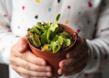 Conheça a planta carnívora fascinante que se alimenta de insetos