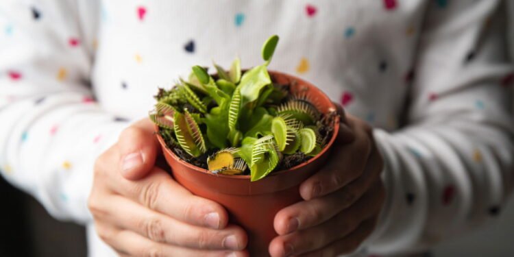 Dionéia - Créditos: depositphotos.com / FotoHelin