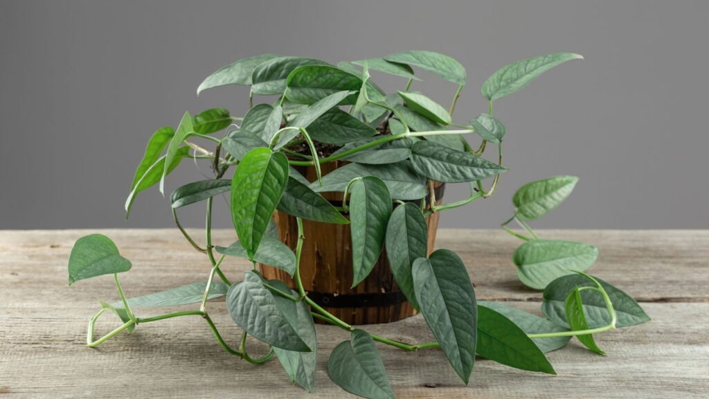 A planta ideal para decorar o escritório e melhorar a concentração