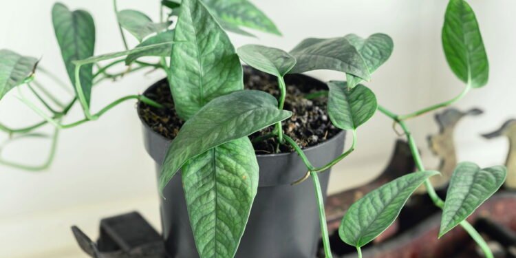 A planta ideal para decorar o escritório e melhorar a concentração