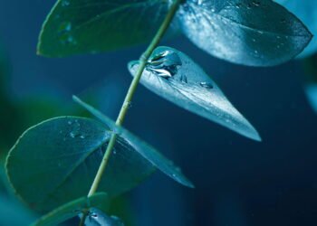 Eucalipto alivia sinusite e melhora a respiração