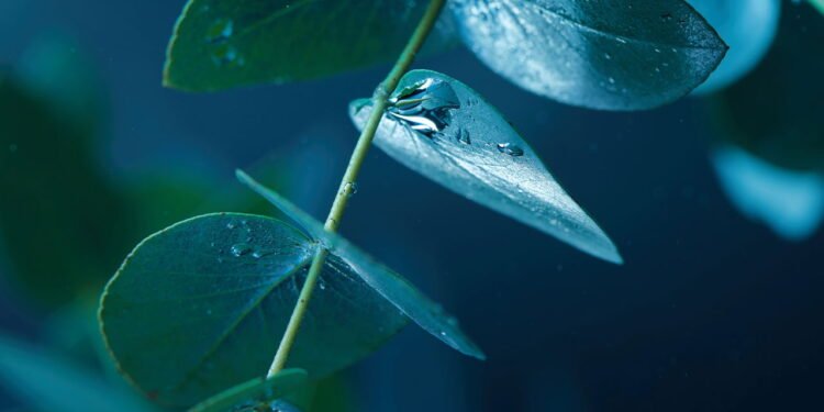 Eucalipto - Créditos: depositphotos.com / AntonMatyukha