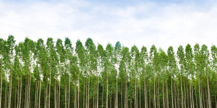 Eucalipto - Créditos: depositphotos.com / wuttichok