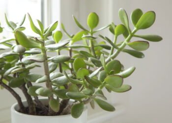 A planta que atrai sorte, fortuna e boas energias para sua casa