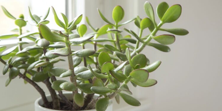 Jade (Crassula ovata) // Créditos: depositphotos.com / SaskiaAugust