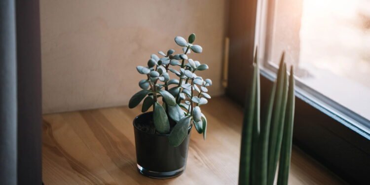 A planta que atrai sorte, fortuna e boas energias para sua casa