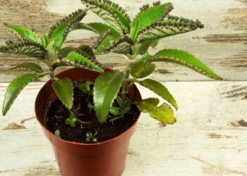 Como cultivar a folha-da-fortuna em casa de forma simples