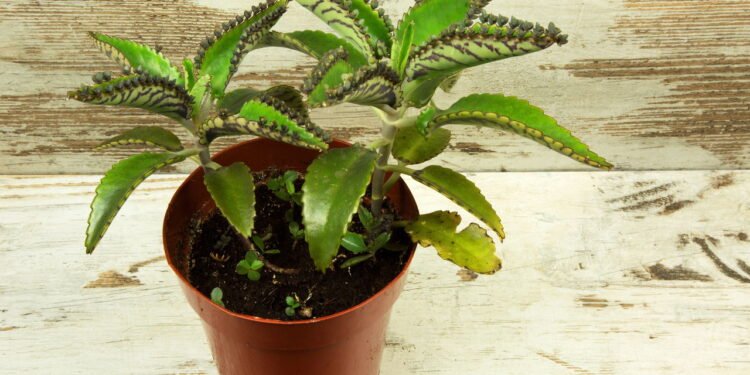 Flor da fortuna - Créditos: depositphotos.com / kuba61