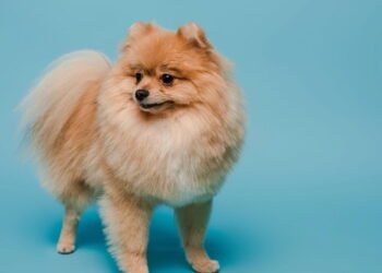 5 raças de cães com caudas encaracoladas e amor sem fim, dizem especialistas