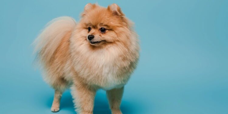 5 raças de cães com caudas encaracoladas e amor sem fim, dizem especialistas