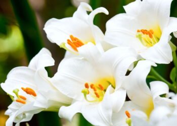 Flores que duram mais tempo e mantêm sua beleza nesta primavera