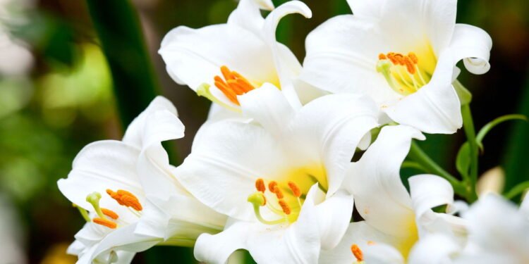 Lírios - Créditos: depositphotos.com / dnaumoid