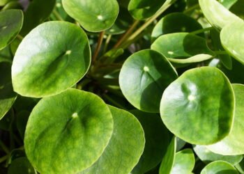 As plantas que atraem boa sorte, segundo o Feng Shui