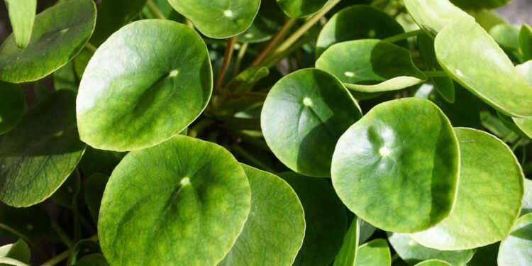 A Pilea peperomioides, popularmente chamada de “planta chinesa do dinheiro” - Créditos: depositphotos.com / khairil77