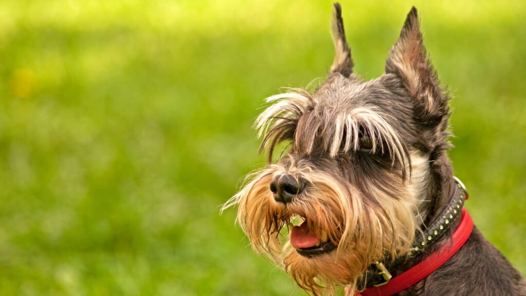 Nem poodle nem chihuahua: as 3 raças de cães que mais latem, segundo especialista